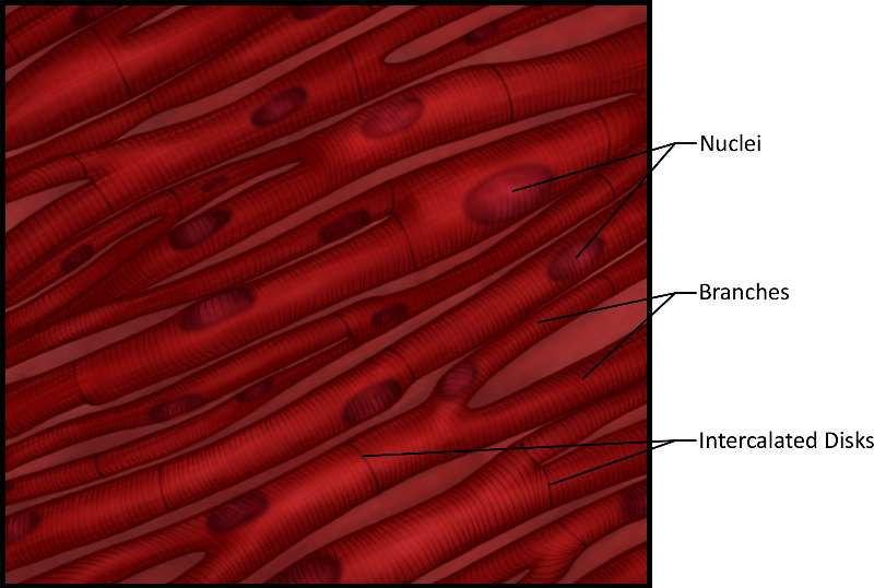 Cardiac Muscle